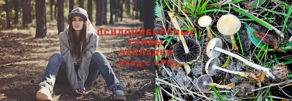 сатива Верея