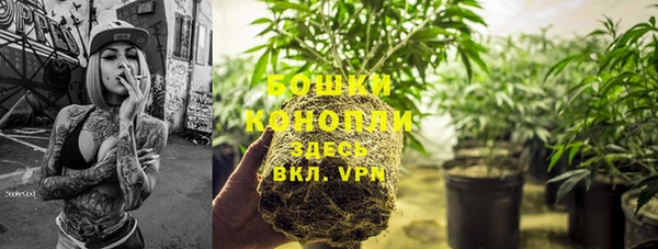 сатива Верея
